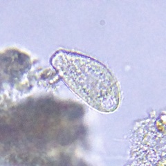 Ciliophora