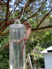 Anolis valencienni