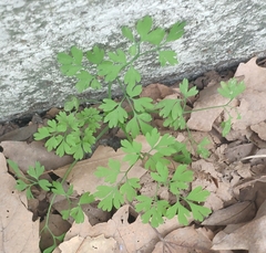 Fumaria bastardii