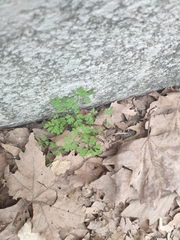Fumaria bastardii