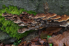 Mensularia radiata