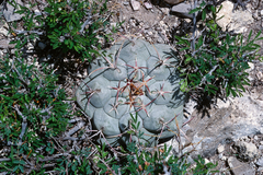Thelocactus hexaedrophorus hexaedrophorus