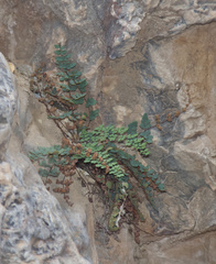 Argyrochosma jonesii