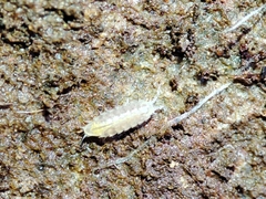 Trichoniscus pygmaeus