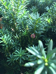 Taxus