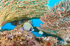 Pomacanthus imperator