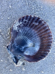 Pecten fumatus