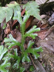 Selaginella