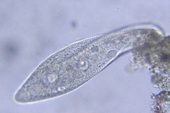 Paramecium