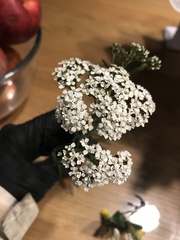 Achillea millefolium