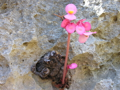 Begonia goudotii image