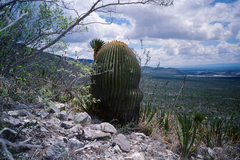 Echinocactus platyacanthus