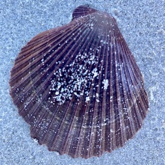 Mimachlamys asperrima