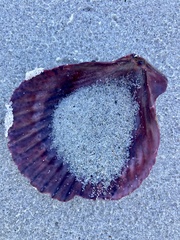 Mimachlamys asperrima