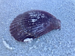 Mimachlamys asperrima