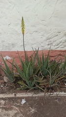 Aloe vera