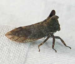 Microcentrus perditus