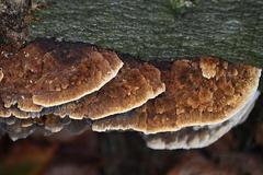 Mensularia radiata