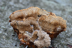 Mensularia radiata