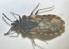 Aradus bimaculatus