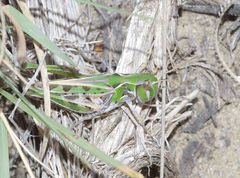 Phlibostroma quadrimaculatum