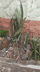Sansevieria trifasciata