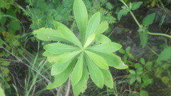 Image of Gnidia daphnifolia
