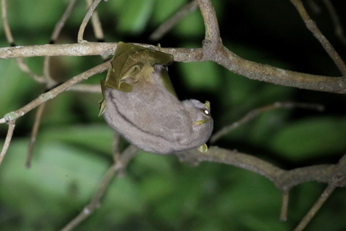 Island Tube-nosed Fruit Bat (Nyctimene major) — Least Concern Mammalia