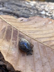 Philomycus carolinianus