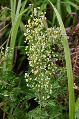 Artemisia freyniana