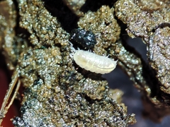 Trichoniscus pygmaeus