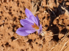 Crocus cancellatus