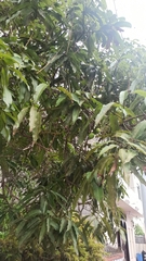 Mangifera indica