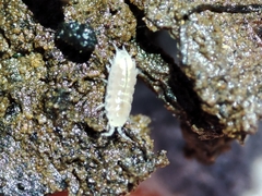 Trichoniscus pygmaeus