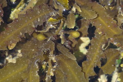 Sargassum polycystum