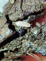 Trichoniscus pygmaeus