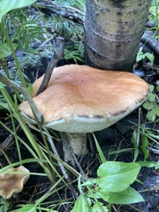 Leccinum insigne