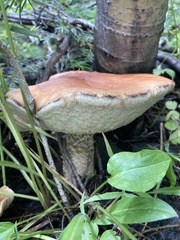 Leccinum insigne