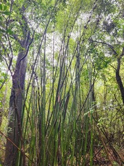Bambusa oldhamii