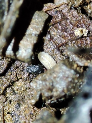 Trichoniscus pygmaeus