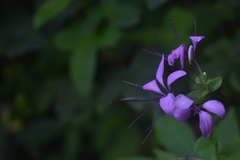 Cleome houtteana