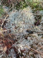 Cladonia rangiferina