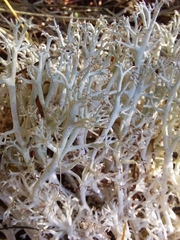 Cladonia rangiferina