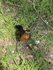 Quiscalus major
