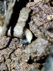 Trichoniscus pygmaeus