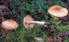 Cortinarius armillatus