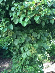 Hydrangea petiolaris