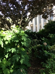 Hydrangea quercifolia