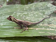 Anolis capito
