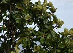 Quercus dentata